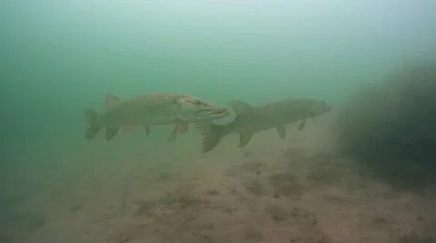 Three Pike fish in a pond. Stock Footage 47241921