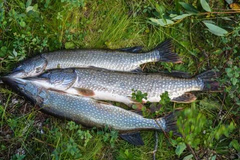 Three pikes on the grass. Stock-Fotos