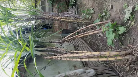 Three Piles of Sugar Cane Tied with Rope in Home Yard Video stock 280169506