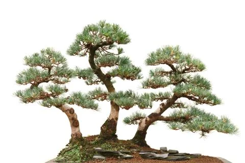 Three pine bonsai trees Stock Photos