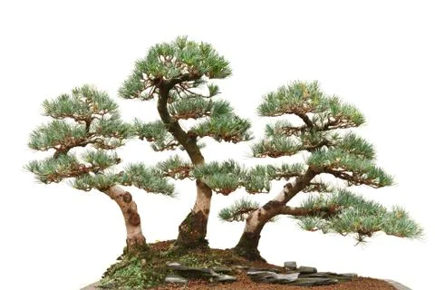 Three pine bonsai trees Stock Photos