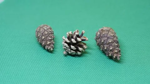 Three pine cone green 写真素材