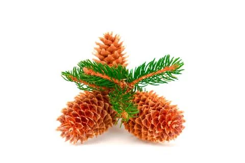 Three pine cones and green branches Stock Photos