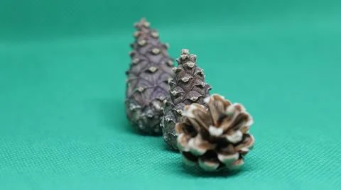 Three pine cones on a green background 写真素材