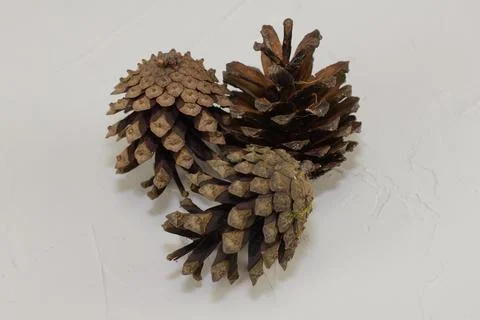 Three pine cones lie on a white textural background. Close-up shots only Stock Photos