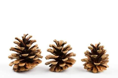 Three pine cones Stock Photos