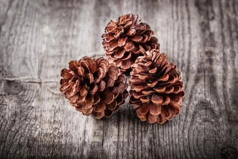 Three pine cones Stock Photos