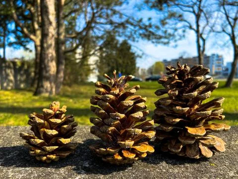 Three pine cones Stock Photos