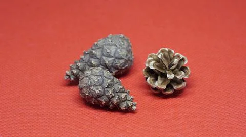 Three pine cones 写真素材