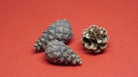 Three pine cones 写真素材