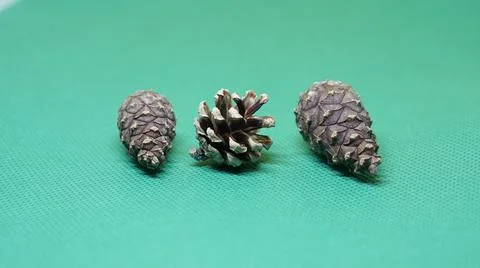 Three pine cones 写真素材