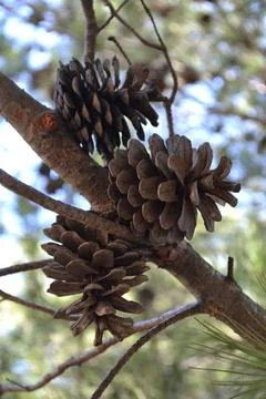 Three Pine Cones Foto stock