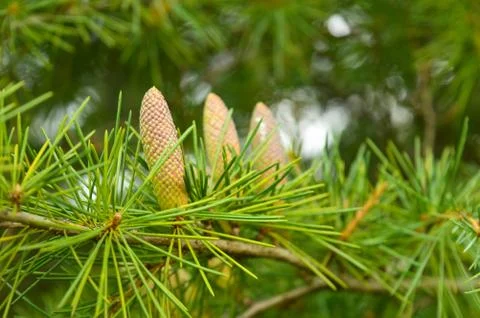 Three pine cones with some in focus Stock Photos