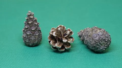 Three pine green background 写真素材