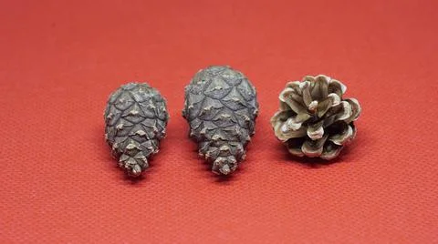 Three pine 写真素材