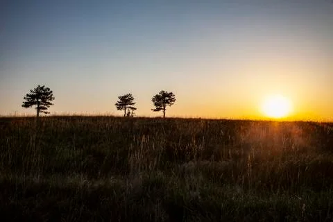 Three pine tree alone Stock Photos