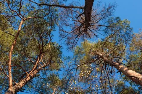 Three pine trees against blue sky Stock Photos