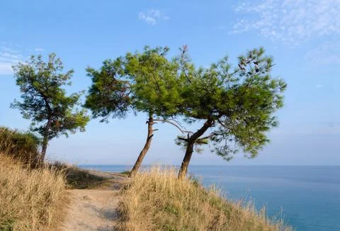 Three pine trees on a hill on a background of the Aegean Sea Stock-Fotos