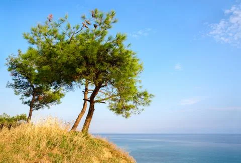 Three pine trees on a hill on background of blue sky and sea 写真素材