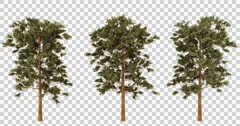Three Pine Trees Isolated on Black Background,  Nature, Woodland, Forest, G.. Stock Photos