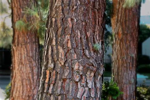 Three pine trees Stock Photos