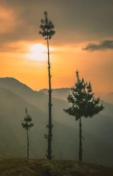 Three pines Stock Photos