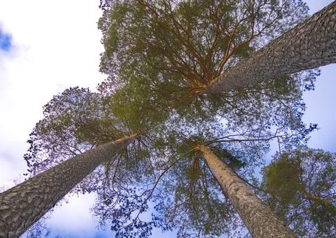 Three pines Stock Photos