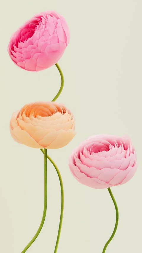Three pink and orange ranunculus flowers blooming and curling into buds in .. Stock Footage 336086956