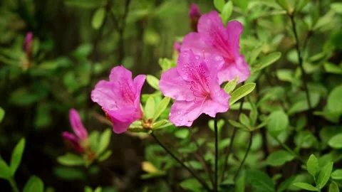 Three Pink Azalea Flowers on a spring day Stock Footage 332681658