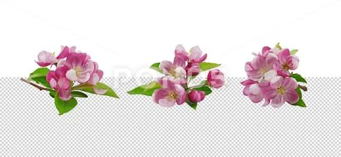 Three pink azerole flowers in different position PSD Template
