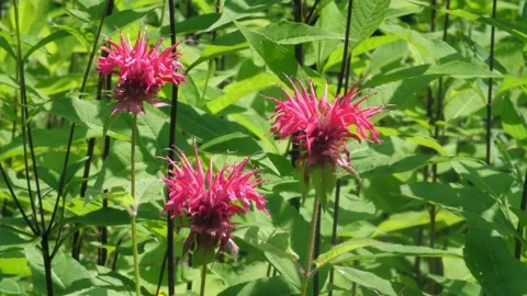 Three pink beebalm flowers in bloom. Green leaf background. Summer. Stock Footage 165462186
