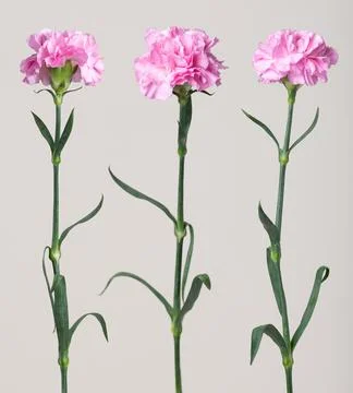 Three pink carnations standing on light background Stock Photos