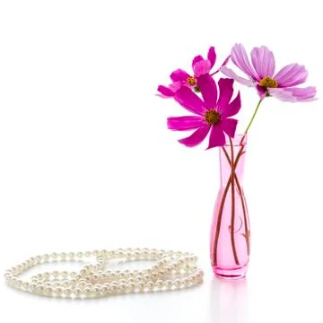 Three pink cosmos Stock Photos