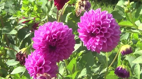 Three pink dahlia 스톡 동영상 59905635