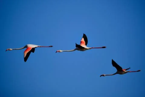 Three pink flamingos in Po' delta park, Comacchio , Ferrara Stock Photos