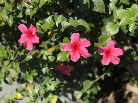 Three pink flowers close up Foto stock