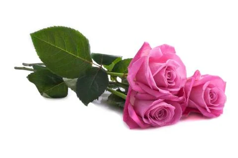 Three pink flowers Stock Photos