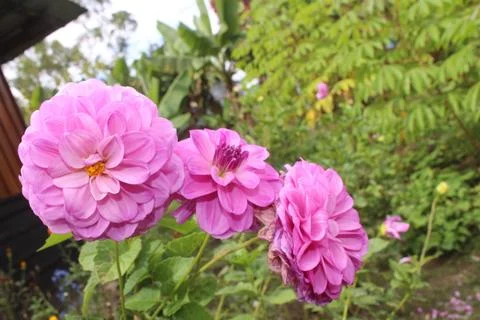 Three pink flowers Stock Photos