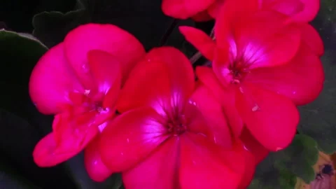 Three pink geranium blooms in close up 库存影片 219255683