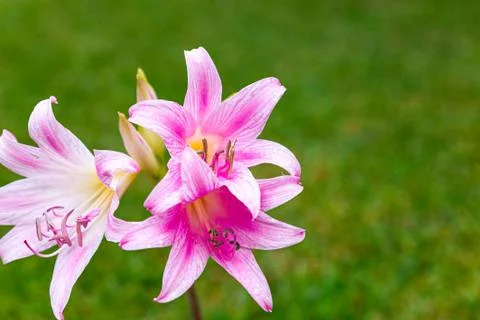 Three pink lilies Foto stock