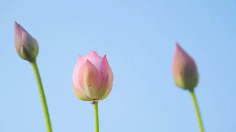 Three Pink Lotus Buds Swaying Gently Against A Clear Blue Summer Sky Stock Footage 341996737