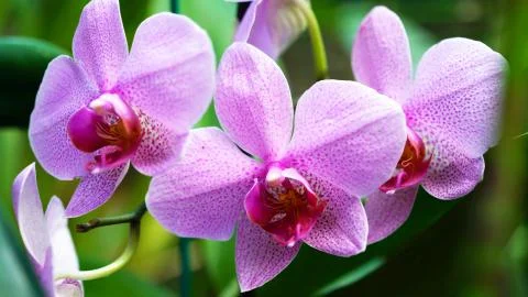 Three pink orchids close-up Stock Photos