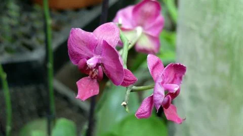 Three pink orchids Stock-Fotos