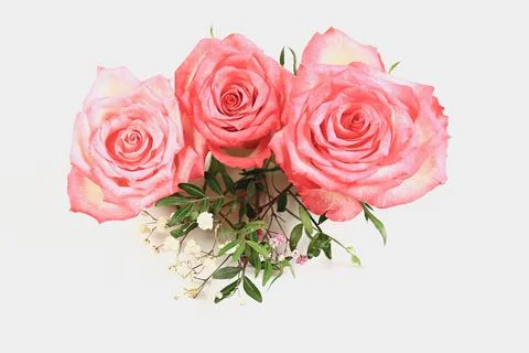Three pink roses on a light background Stock Photos