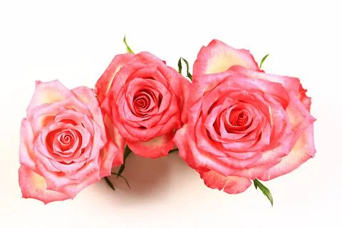 Three pink roses on a light background Stock Photos