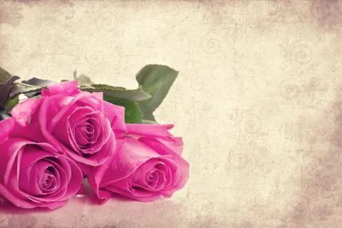 Three pink roses Stock Photos