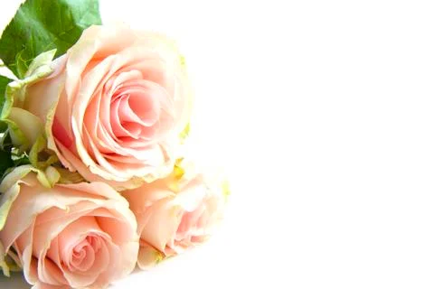 Three pink roses Stock Photos