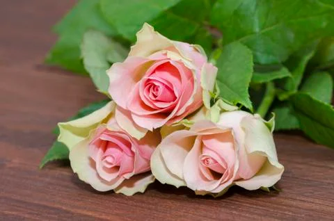 Three pink roses Stock Photos