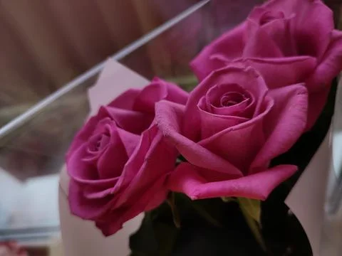 Three pink roses Stock Photos