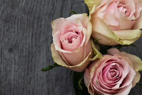 Three pink roses in a rustic background. Stock Photos